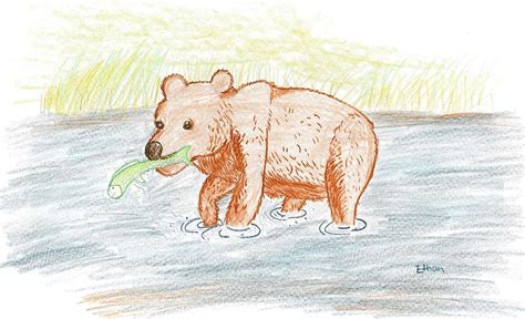 Bear Fishing Drawing by Ethan Chaupiz - Fine Art America