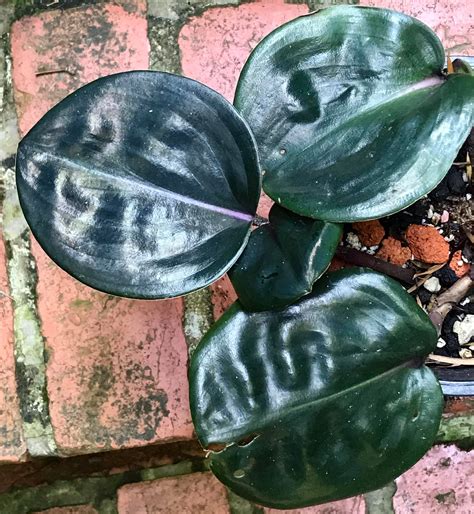 Min's Garden - Geogenanthus ciliatus: This is an... | Facebook