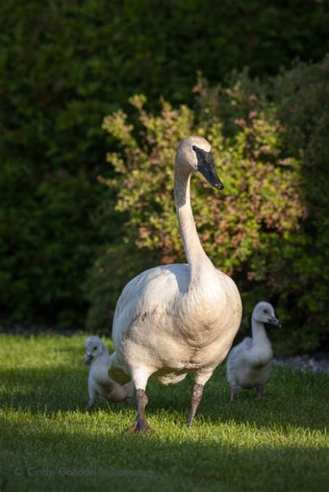 Trumpeter Swan with Cygnets | Cindy Goeddel Photography, LLC