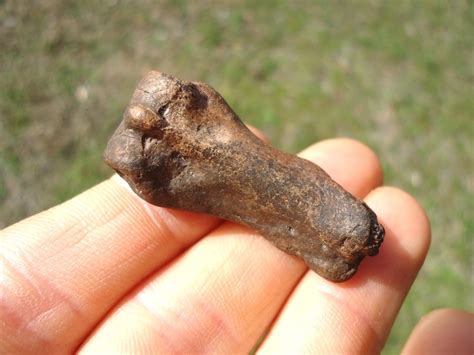 Choice Extinct Armadillo Metapodial | Xenarthra | FOSSILS | Prehistoric ...