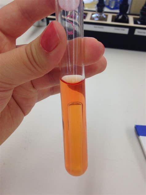 Bacteria Lactose Test at Jose Watson blog