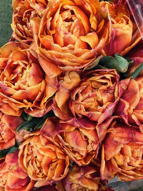Close-Up Photo of a Blooming Charisma Rose · Free Stock Photo