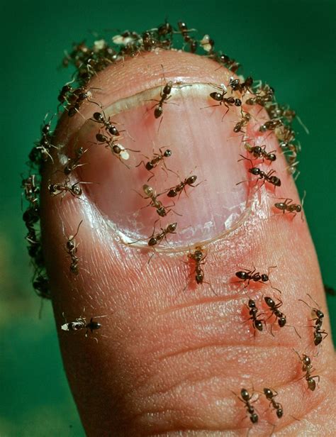 Argentine Ants