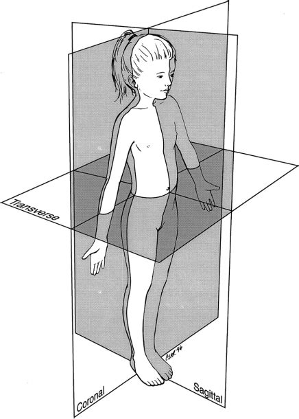 Anatomical Position Diagram Printable