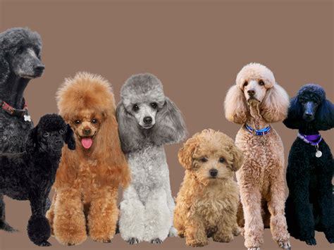 What Group Are Standard Poodles In
