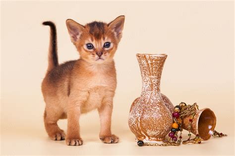 Абиссинские котята - Породы кошек с фотографиями - Котостудия