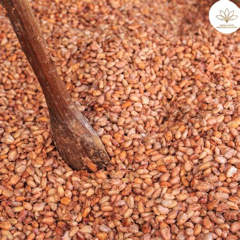 Understanding Fermented Coffee: What It Is and How to Make It ( In 3 To