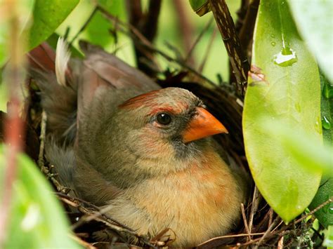 Cardinal Nesting (Behavior, Eggs, Location + FAQs) | Birdfact