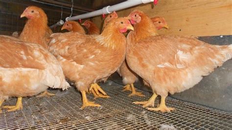 Молодые куры-нес. Продажа 20 октября., цена 15 р. купить в Солигорске ...