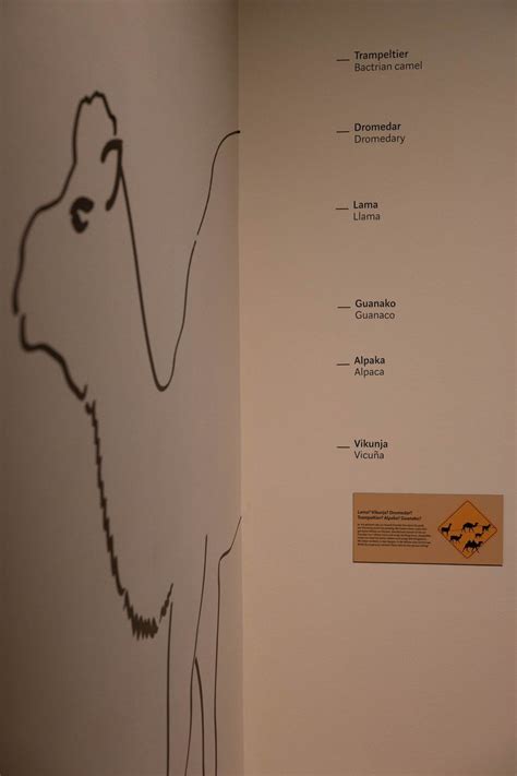 Auf dem Rücken der Kamele – eSeL.at