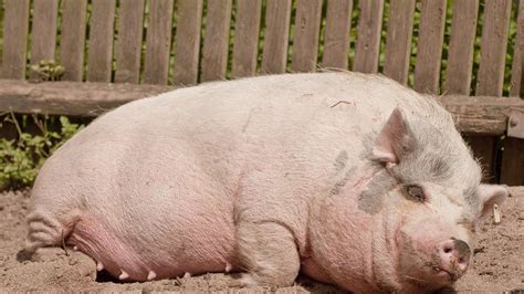 Köln: Süßes Video – Tierheim zeigt besonderes Schwein, doch „Peppawuzz ...