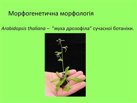 Анатомія і морфологія рослин - презентация онлайн