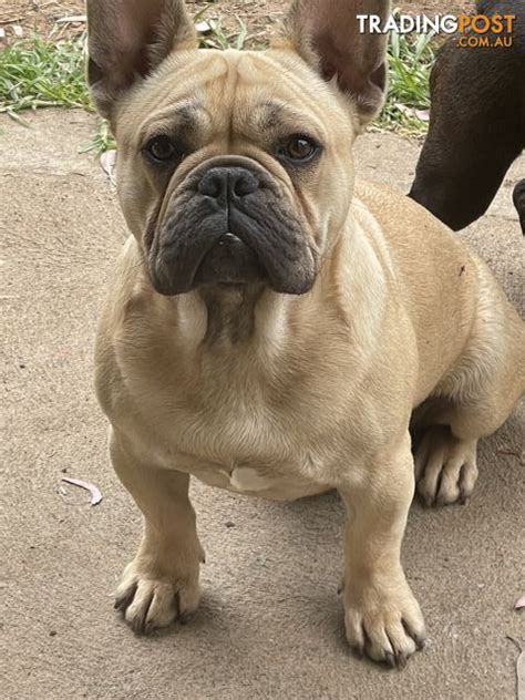 Frenchies