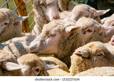 87 Kurdyuk Images, Stock Photos & Vectors | Shutterstock