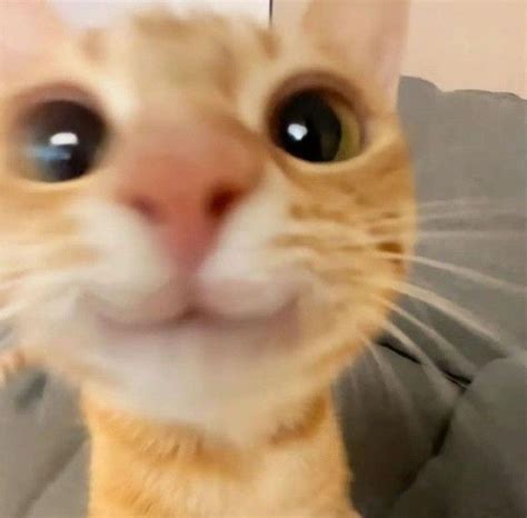 Pin by Denisa Krivan on Random Things 🎈 in 2024 | Cute animals, Cute ...