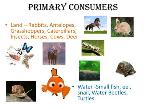 PPT - Ecosystems PowerPoint Presentation, free download - ID:2507111 