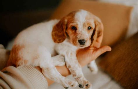 How to Become a Sustainable Pet Owner