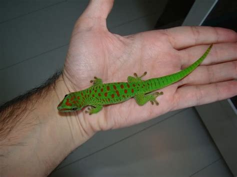 Phelsuma grandis - Alchetron, The Free Social Encyclopedia