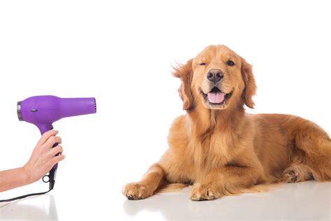 pet grooming services  perth  pets vet