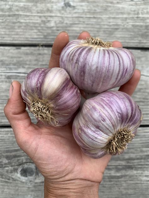 Local Farm Spotlight: Harbinger Farm | Umpqua Grown