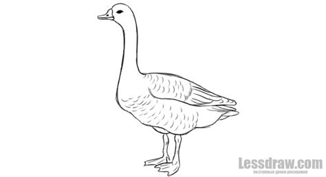 Как нарисовать гуся поэтапно карандашом | Lessdraw