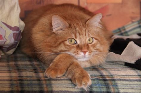 Смешные картинки с рыжими котами