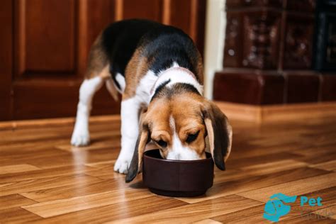🐶Мильбемакс для собаки: инструкция по применению. Как работает ...
