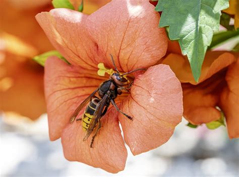 European Hornet - Free photo on Pixabay - Pixabay