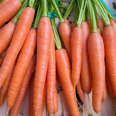 Organic Carrot Amsterdam - Premier Seeds Direct