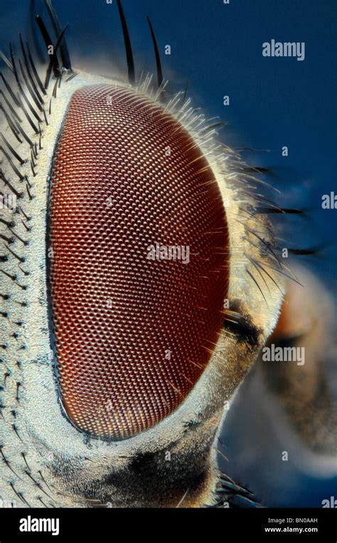 Fly Eyes Close Up
