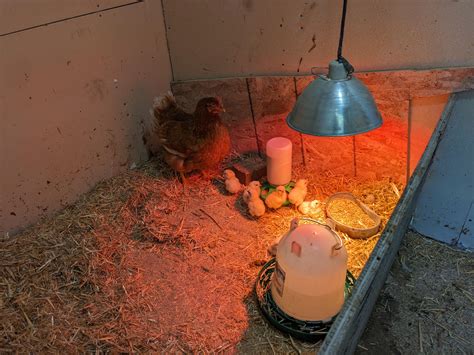how to stop a broody hen 5