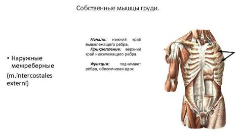 Грудная клетка Мышцы туловища Кости грудной клетки