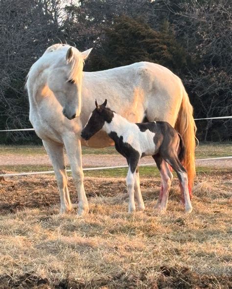 Rewilding America Now (@rewildingamericanow) • Instagram photos and videos