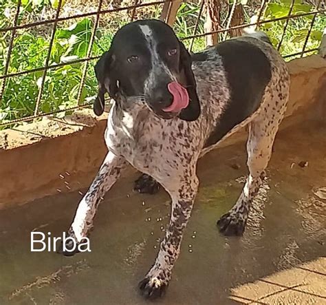 Our Sorisso di San Francesco - Taking in Olga and Birba - Pro Animale e.V.