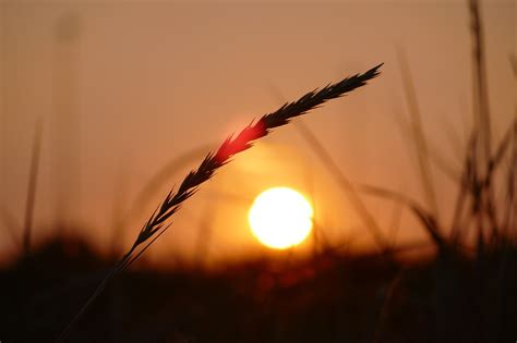 Grain Sunset Scene - Free photo on Pixabay - Pixabay