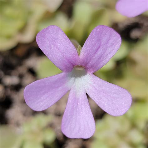 Pinguicula 'Sethos' x 'Weser' | Butterworts | Rainbow Carnivorous ...