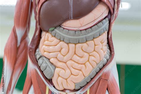 study  human organs  model  lab stock photo adobe stock