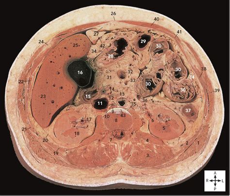 abdomen  pelvis basicmedical key