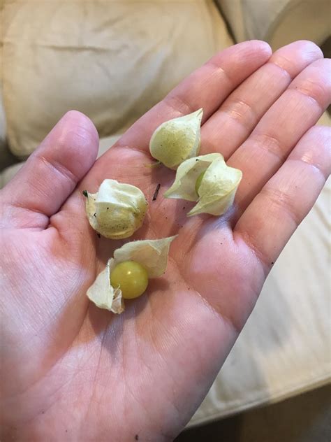 Baby tomatillos : r/gardening