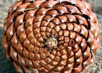 Растения и цветы как вдохновение для дизайнера