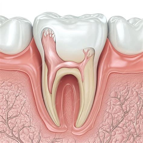 An illustration showing the healing process after a tooth extraction