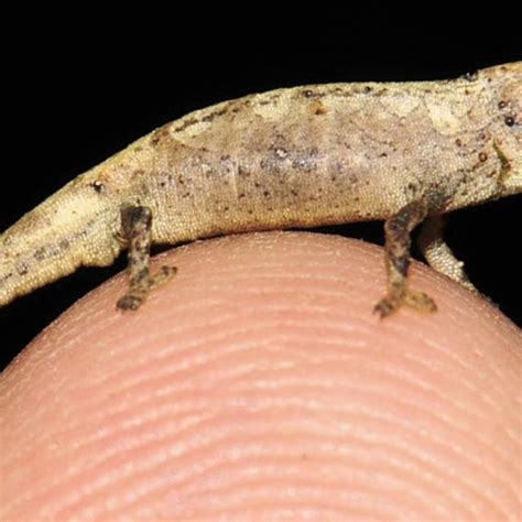 worlds smallest lizard tyrel cameron eskelson  worlds smallest