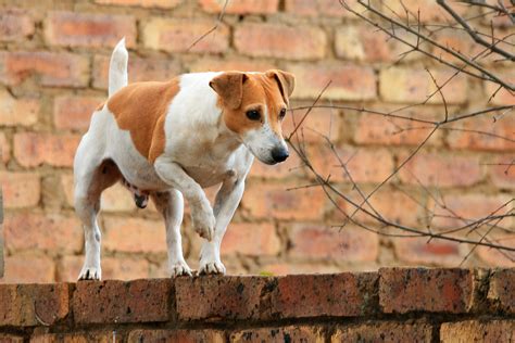 Curious Dog On Wall Free Stock Photo - Public Domain Pictures