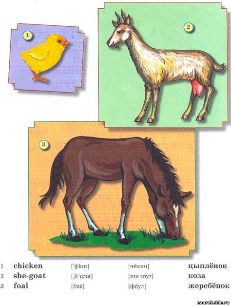 ANIMALS / ЖИВОТНЫЕ (ЧАСТЬ 4) - АНГЛИЙСКИЙ ЯЗЫК В КАРТИНКАХ ДЛЯ 1 КЛАССА ...