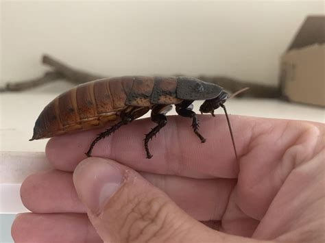Someone is chunky! She should be having babies soon! : r/roaches