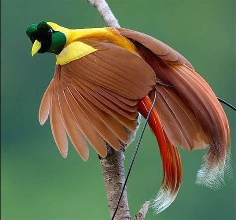 red bird  paradise male photography  tim laman