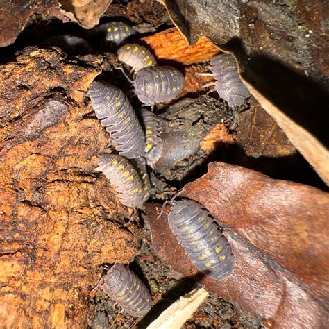 Shop Snails, Ants, Cockroaches & Isopods | MM Invertebrates