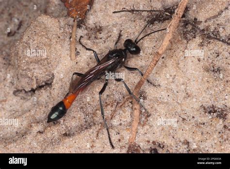 Common Sand Wasp, red-banded sand wasps (Ammophila sabulosa), Other animals, Insects, Animals ...