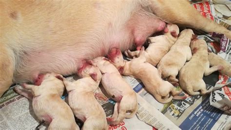 LABRADO PUPPIES - YouTube