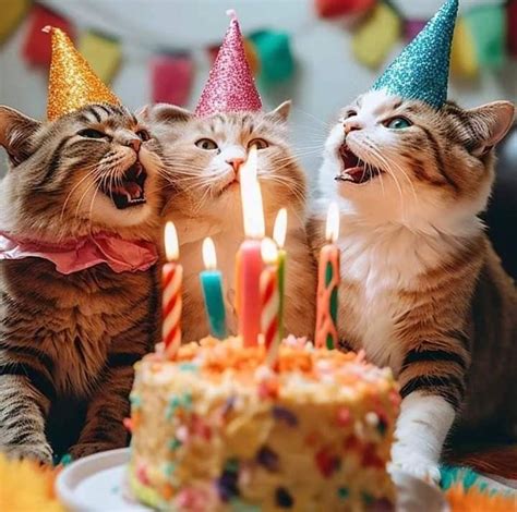 happy birthday cat  cake cats  birthday hats  cake